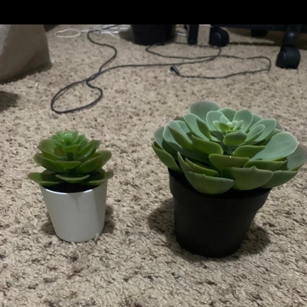 Succulents